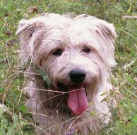 Rory - Zippor Dandy's Boy for Bregorrey
