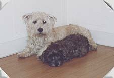 April 2000 - little Breege snuggling up to Rory