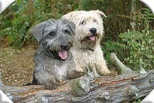 November 2003 - Breege and Rory in the woods